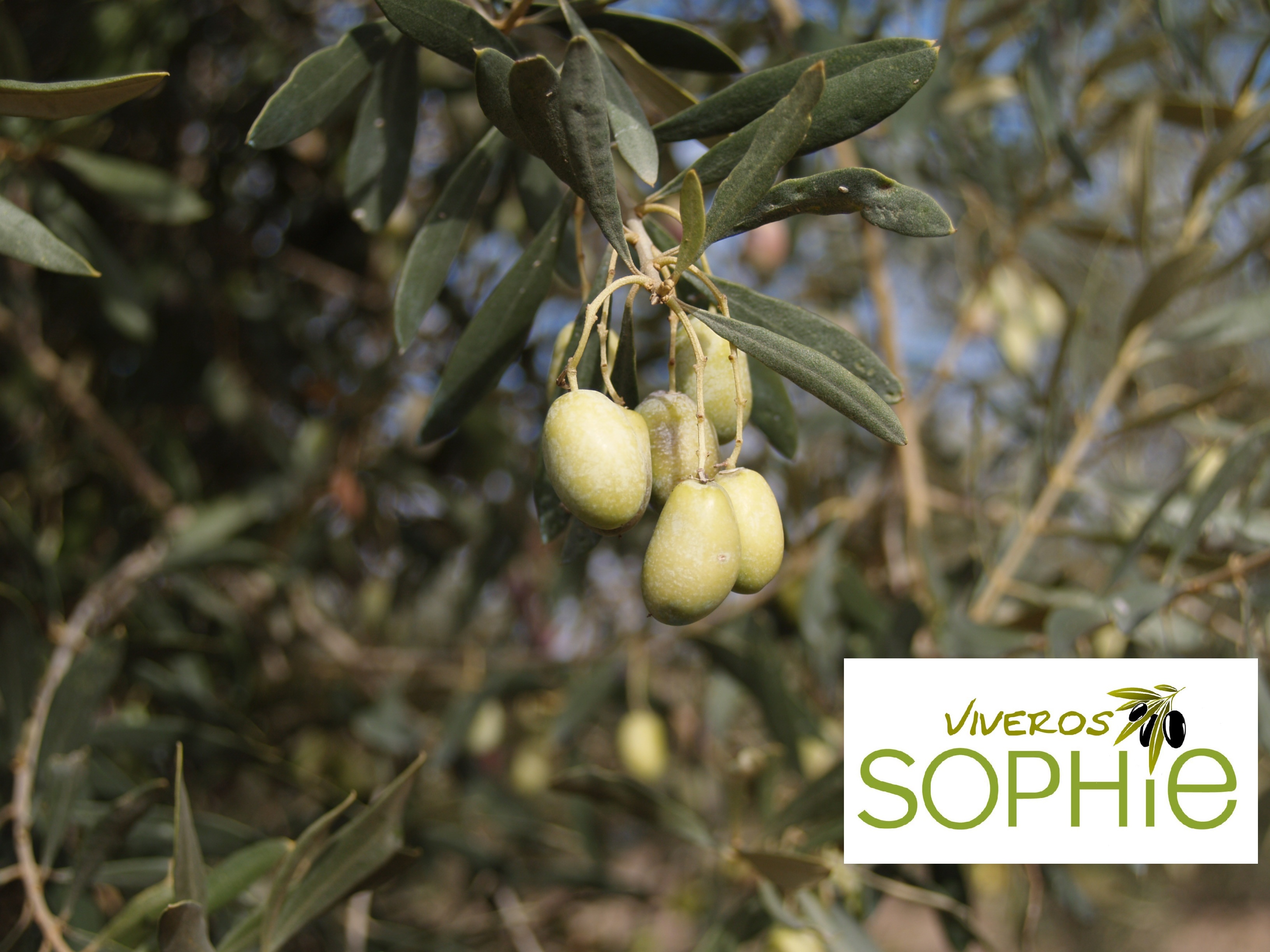 Variedad de olivo LLUMETA